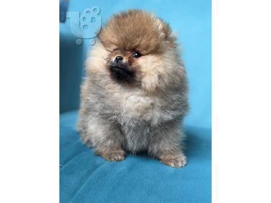 PoulaTo: Pomeranians, όμορφα κουτάβια